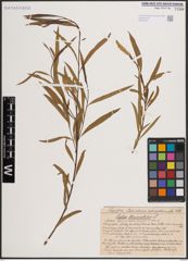 Foto von Salix fluviatilis Nutt.